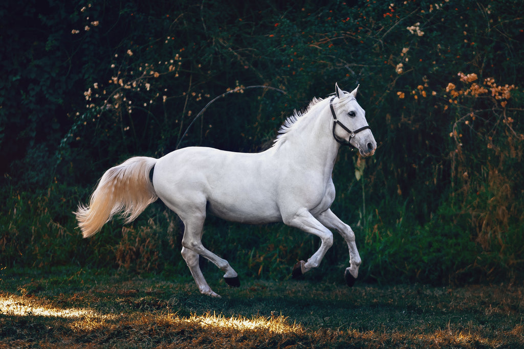 12 Rarest Horse Breeds in the World